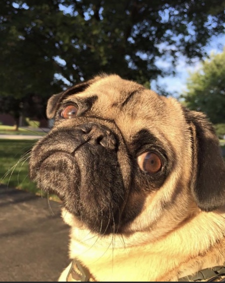 Archie
