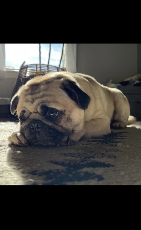 Louie