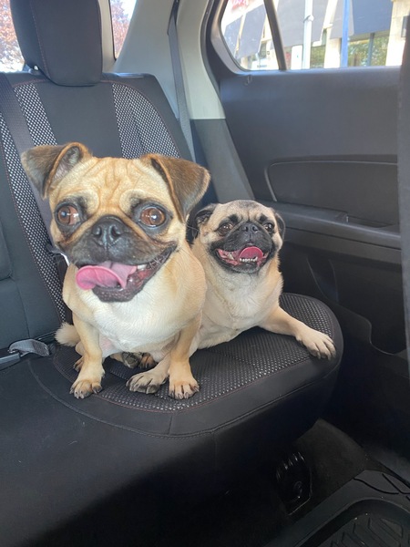 Lola (MAPR) and Lexi