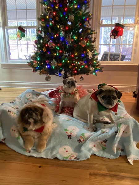 Gizmo, Mia, Freddie