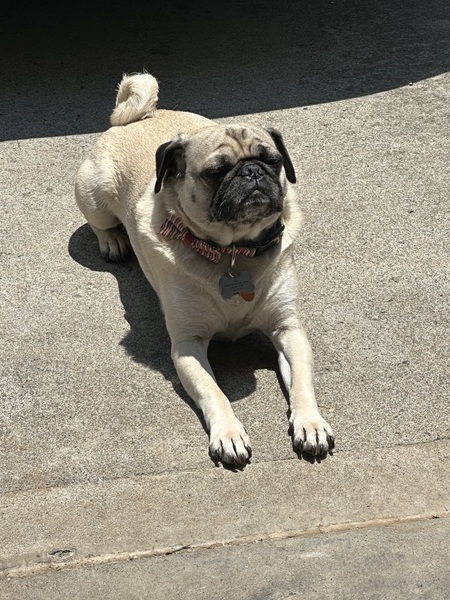Pugsy