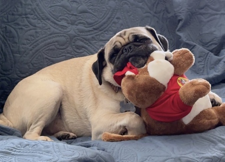 Pugsy