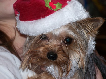 Macie