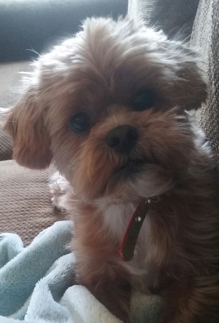 TEDDY