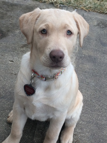 IZZY