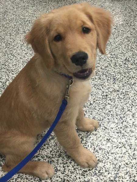 Rosie
