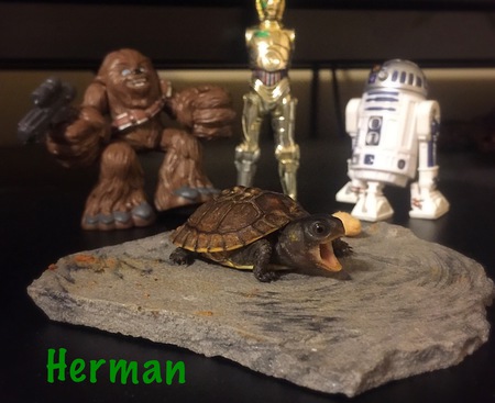 Herman