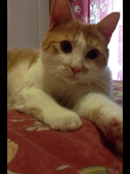 Kitty