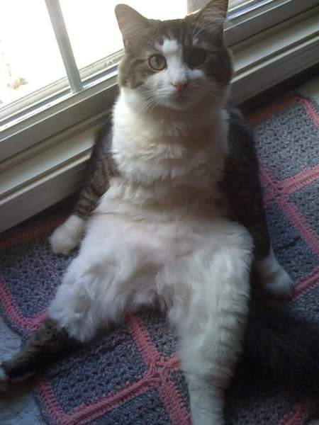 Gracie