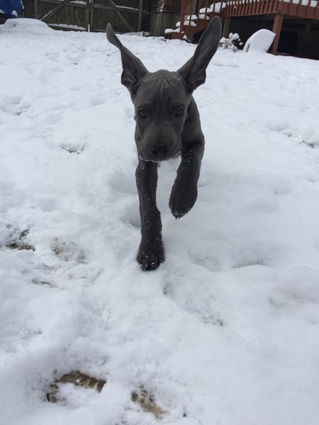 Simon