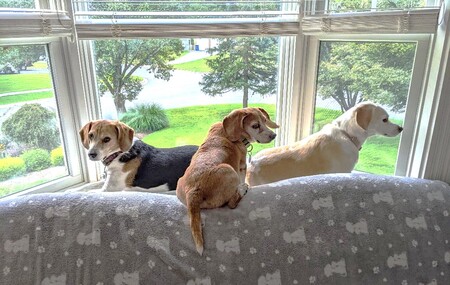 Nellie, Kermit & Lollie