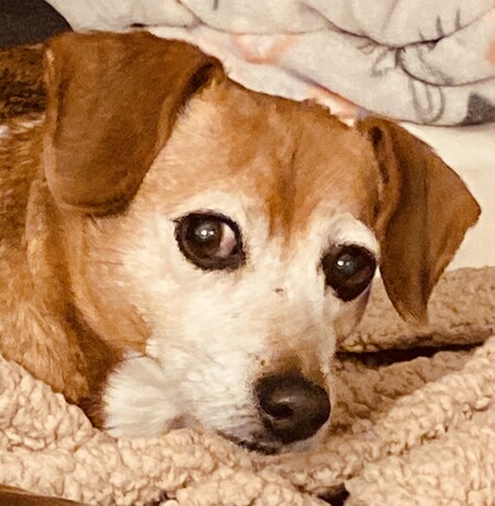 Daisy