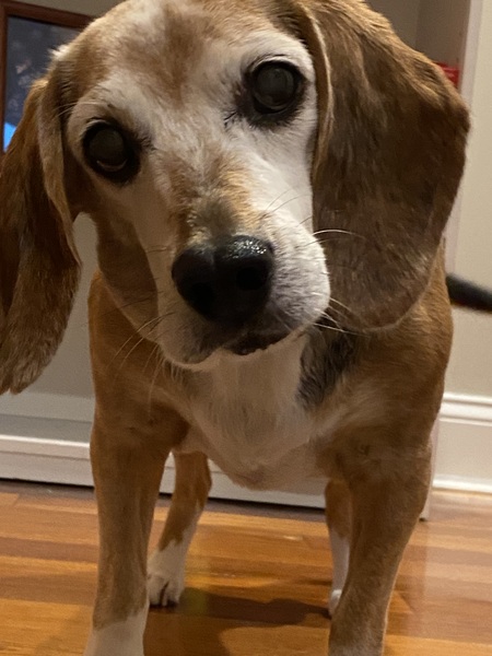 Harvey