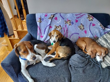 Charlie,  Holly,  Snickers