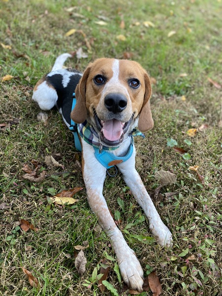 Harvey