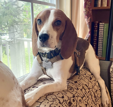 Dex