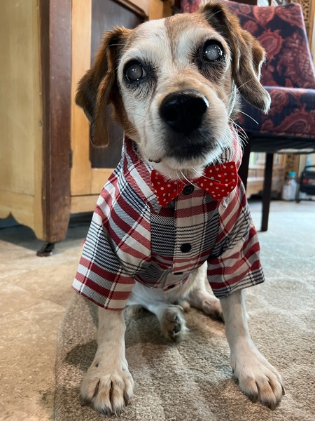 P.B.  (Mr. Peabody)