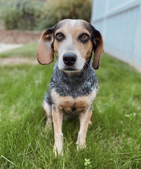 Indie