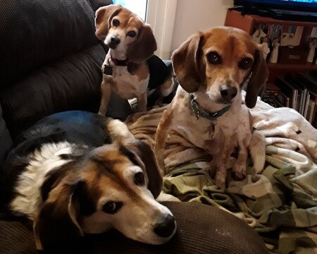 Dante, Teaka, Queso