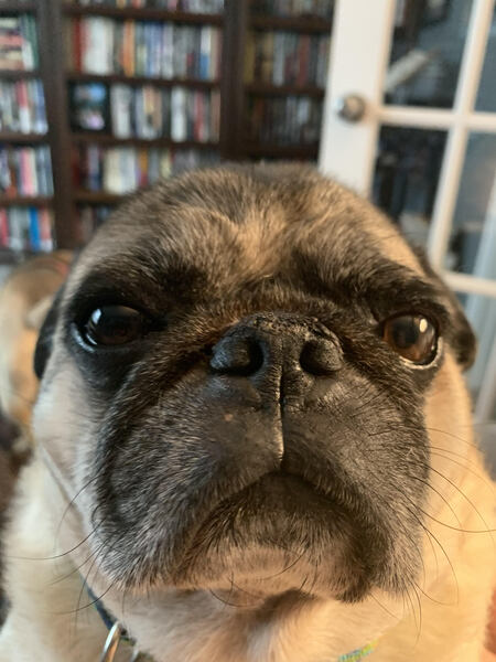 Winston