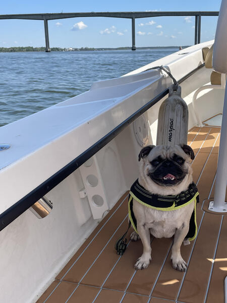Edgar Allan Pug