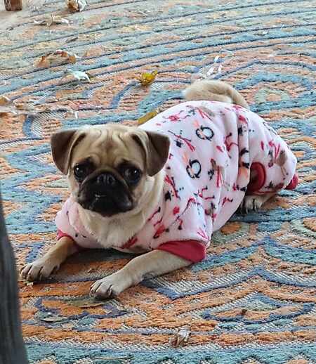 Lola