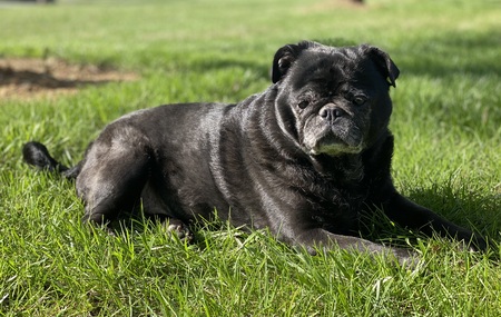 Molly