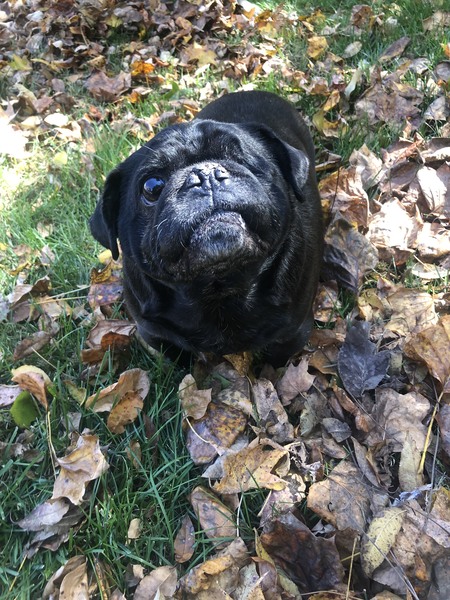 Puggie