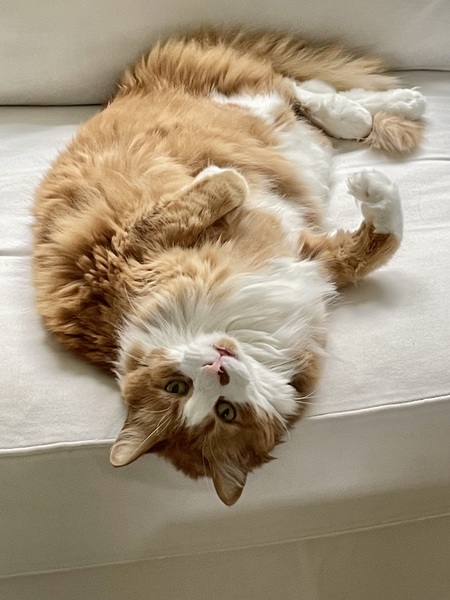 Willie