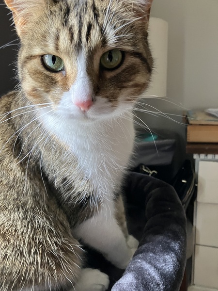 Cora