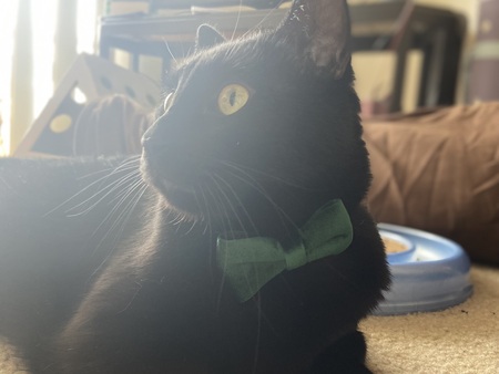 Yoshi