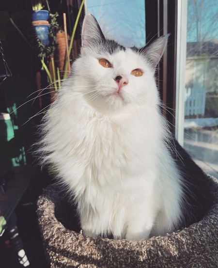 Mochi 