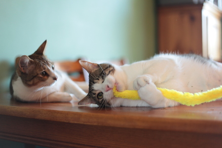 Ralphie and Rowan