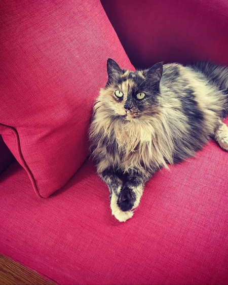 Callie