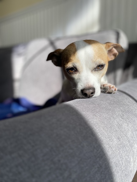 Millie Poppy Pistachio 