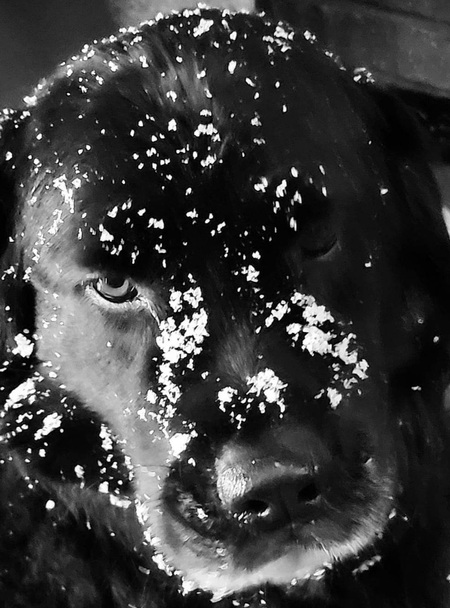 ZOEY