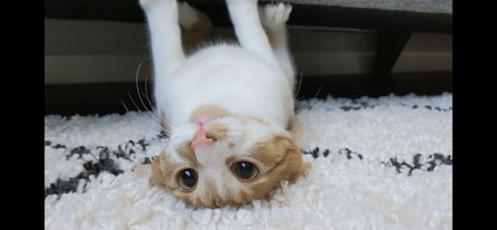 Archie