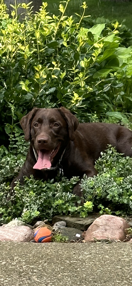 Coco bean