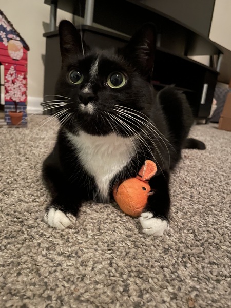 Pumpkin 