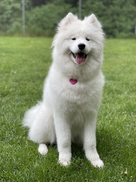 Yoshi