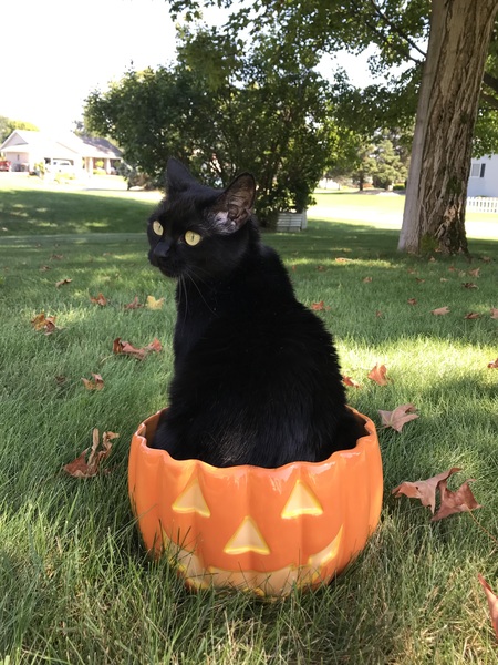 Bella