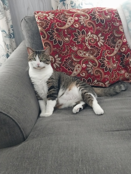Willow