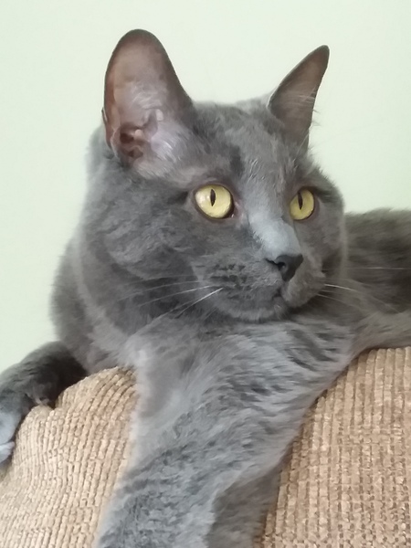 Teddy      (Harbor Alum "Gershwin"  adopted 7/2014) 