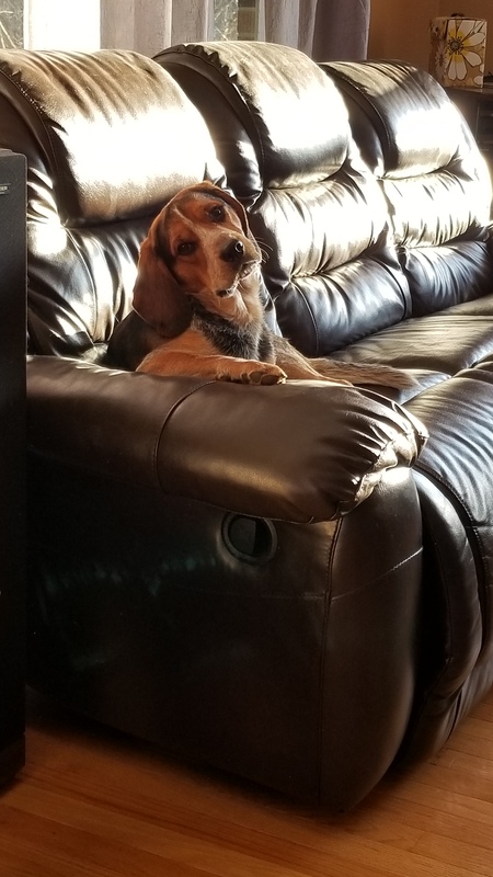 Cooper 