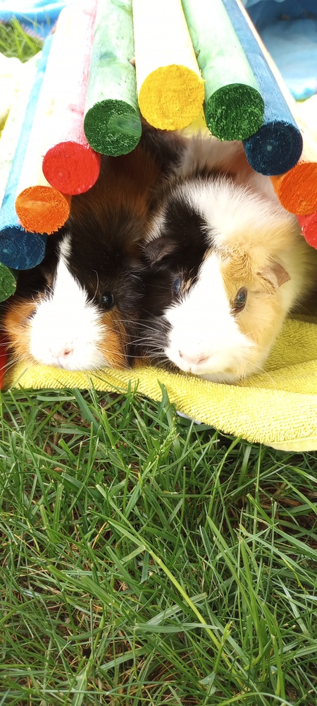 Lettuce(Coco) & Fig