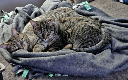 Dobby & Temperance 
