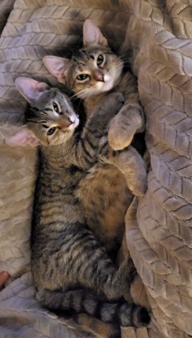 Mazie & MaeMae ( Piza & Messina)
