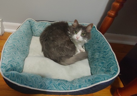 Sallie