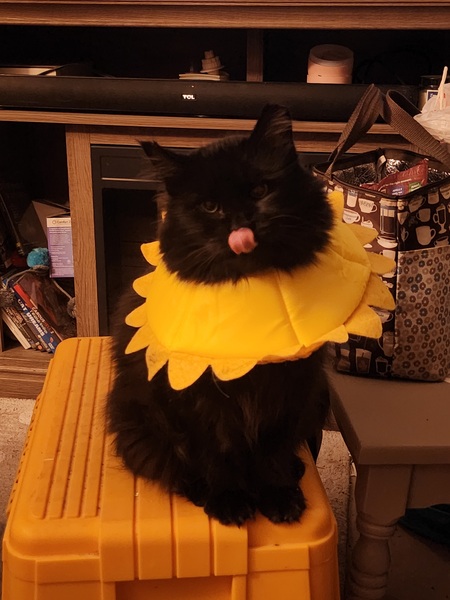 Entry image for Miss Crabby Patty . Clicking this image will show a larger photo