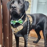 Entry image for Maverick